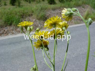 hawksbeard, smooth