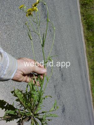 hawksbeard, smooth