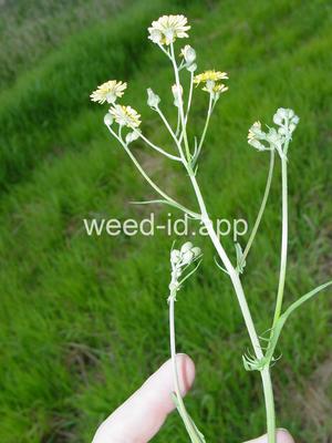 hawksbeard, smooth