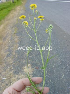 hawksbeard, smooth