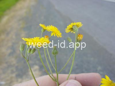 hawksbeard, smooth