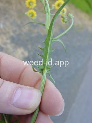 hawksbeard, smooth