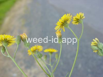 hawksbeard, smooth