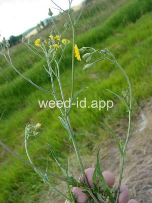 hawksbeard, smooth