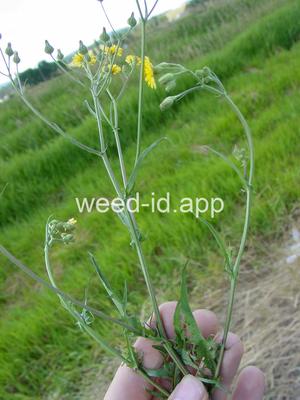 hawksbeard, smooth