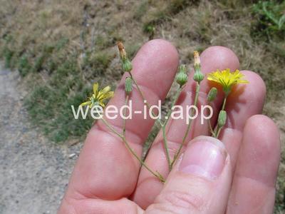 hawksbeard, smooth