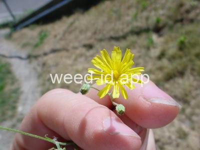 hawksbeard, smooth