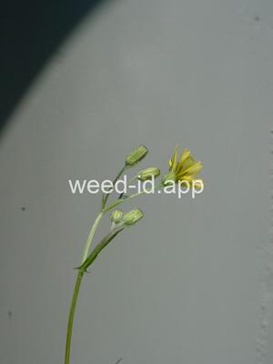 hawksbeard, smooth