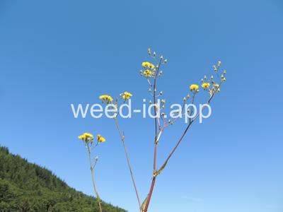 Crepis nicaeensis