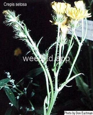 hawksbeard, bristly