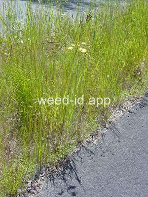 hawksbeard, narrowleaf