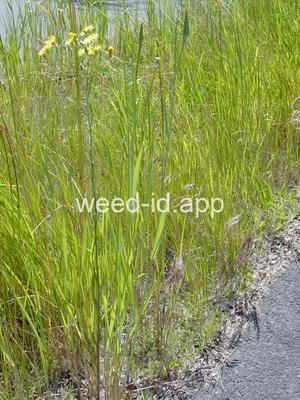 hawksbeard, narrowleaf