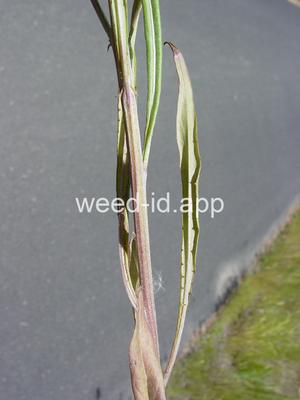 hawksbeard, narrowleaf