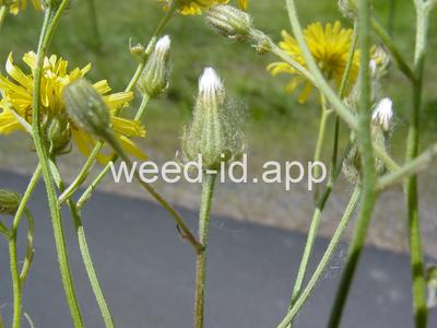 hawksbeard, narrowleaf