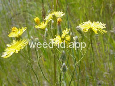 hawksbeard, narrowleaf