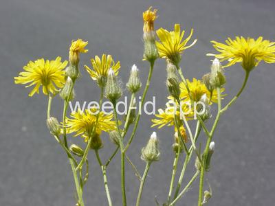 hawksbeard, narrowleaf