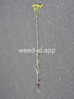 hawksbeard, narrowleaf