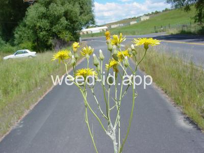 hawksbeard, narrowleaf