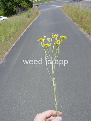 hawksbeard, narrowleaf