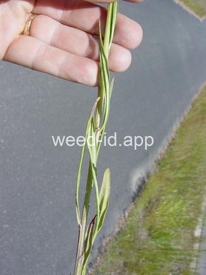 hawksbeard, narrowleaf