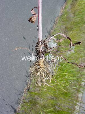 hawksbeard, narrowleaf