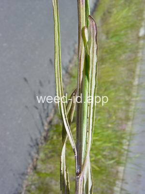 hawksbeard, narrowleaf