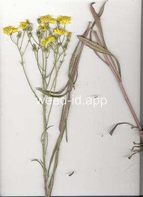 hawksbeard, narrowleaf