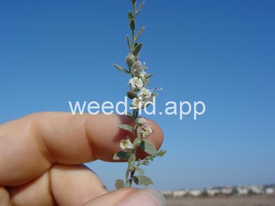 alkaliweed