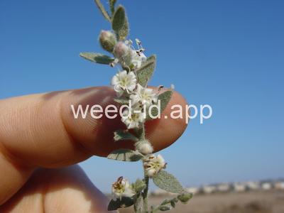 alkaliweed