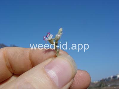 alkaliweed
