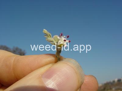 alkaliweed