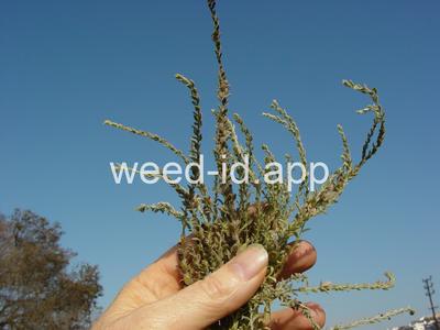 alkaliweed