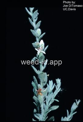 alkaliweed