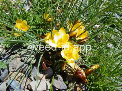 Crocus angustifolius