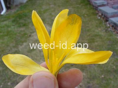 Crocus flavus