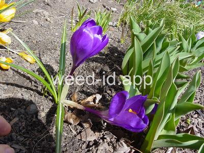 Crocus vernus