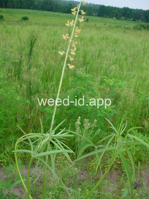 Crotalaria lanceolata