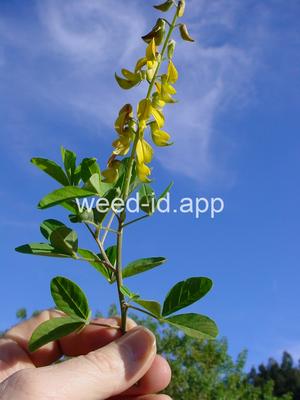 Crotalaria pallida