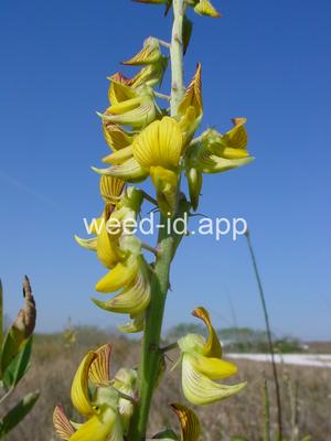 Crotalaria pumila