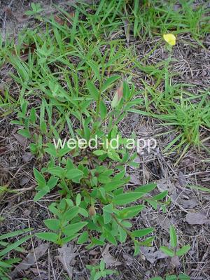 Crotalaria purshii