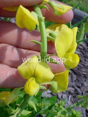 crotalaria, showy