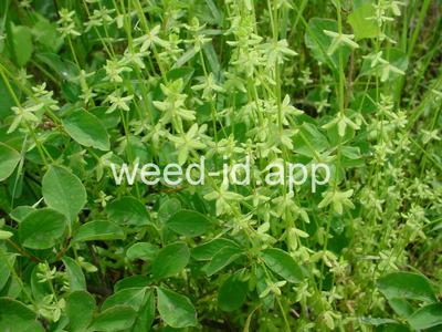 Cruciata pedemontana