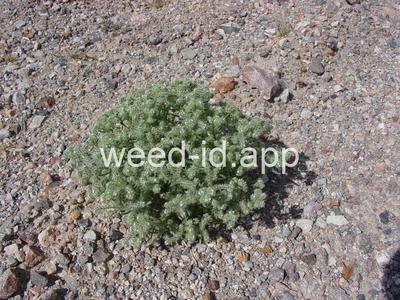 Cryptantha angustifolia