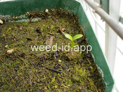 Cryptotaenia canadensis (1)