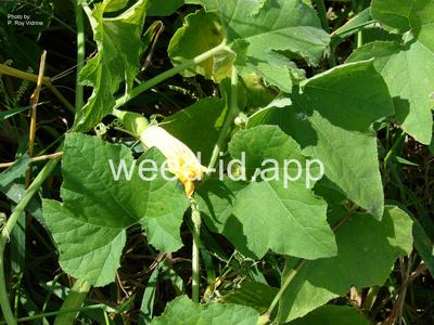 Cucurbita melopepo