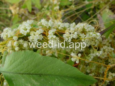 dodder, lespedeza