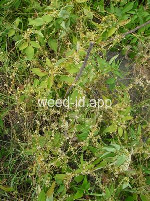 dodder, lespedeza