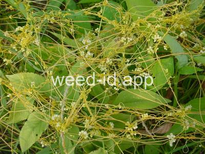 dodder, lespedeza