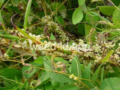 dodder, lespedeza