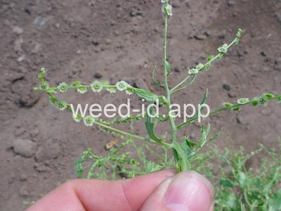 pigweed, winged